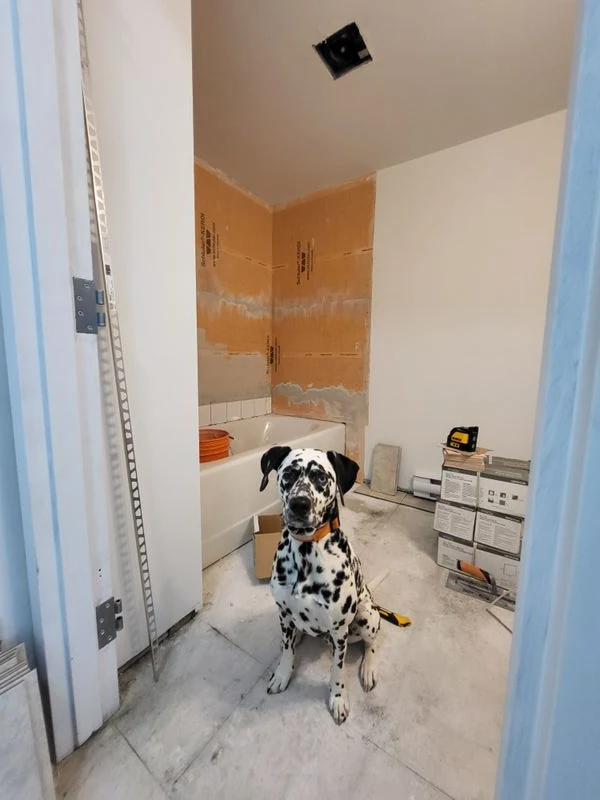 Chien dalmatien assis dans une pièce en cours de rénovation